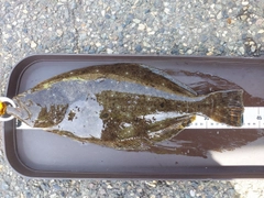 ヒラメの釣果