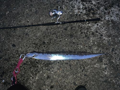 タチウオの釣果