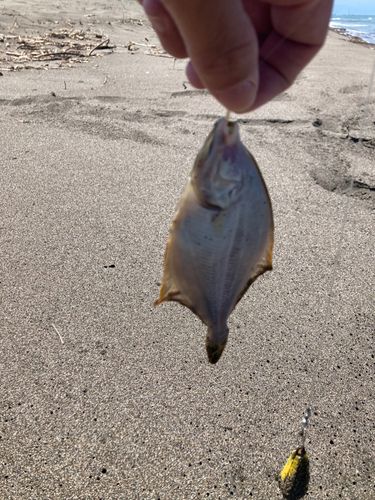 イシガレイの釣果