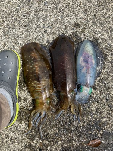 アオリイカの釣果