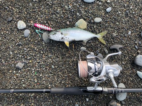 ワカシの釣果