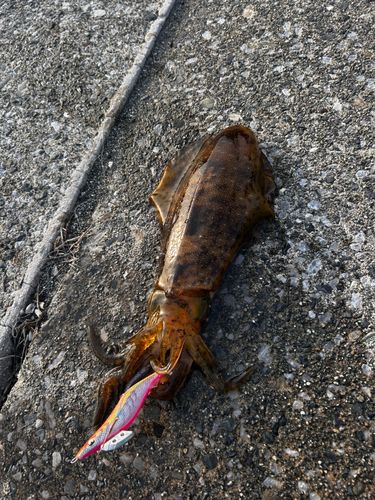 アオリイカの釣果