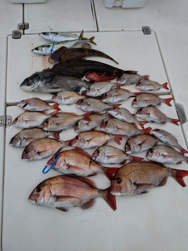 マダイの釣果