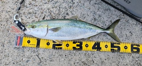 ハマチの釣果