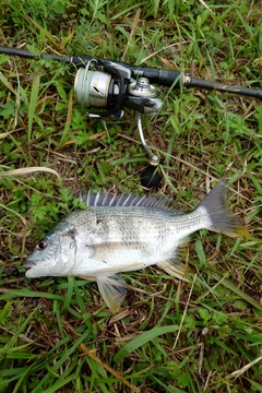 キビレの釣果