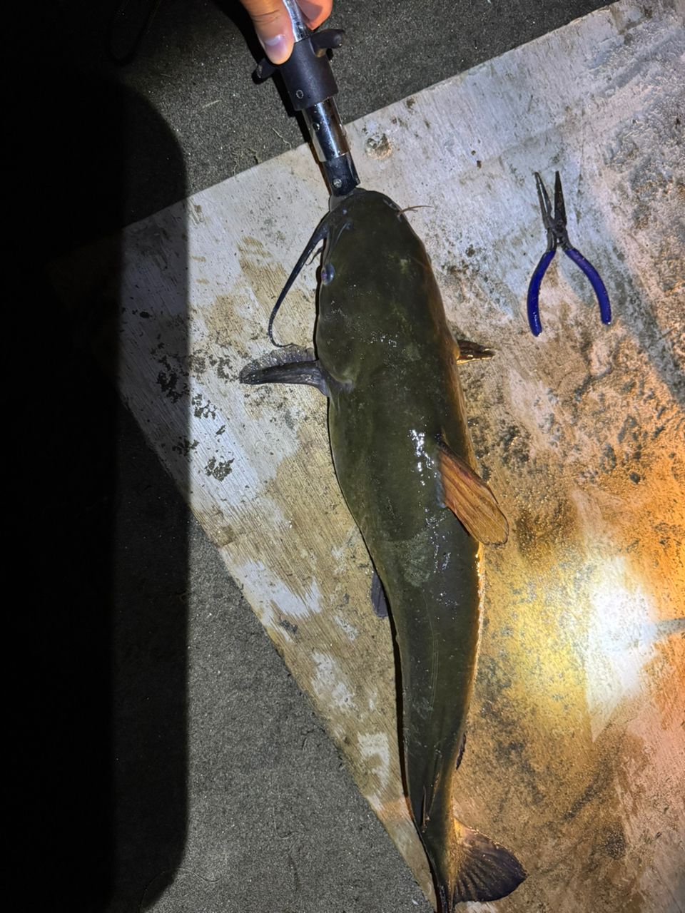 アメリカナマズ