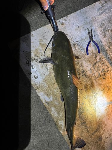 アメリカナマズの釣果