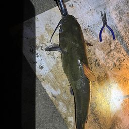 アメリカナマズ