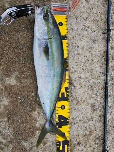 ハマチの釣果