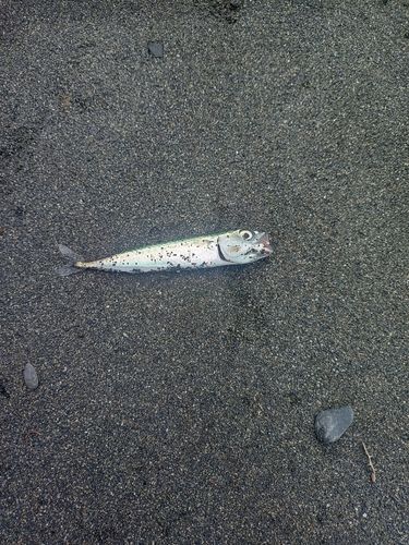 サバの釣果