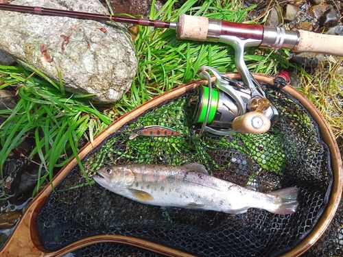 ヤマメの釣果