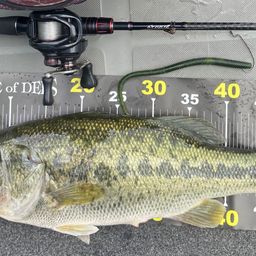 ラージマウスバス