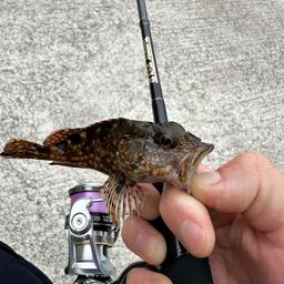 カサゴ