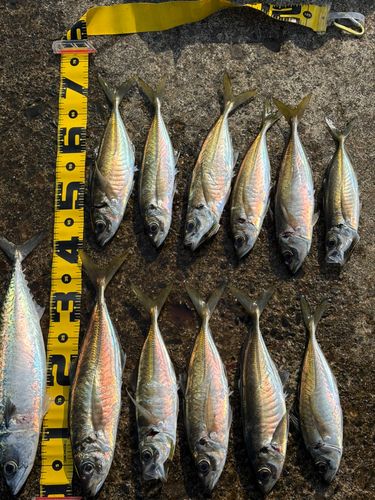 アジの釣果