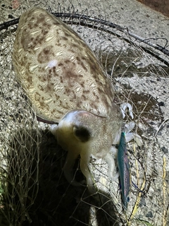モンゴウイカの釣果
