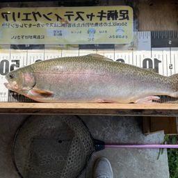 ロックトラウト