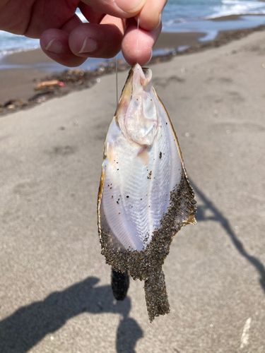 イシガレイの釣果
