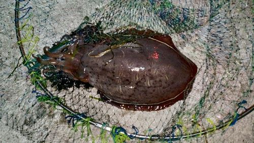 モンゴウイカの釣果