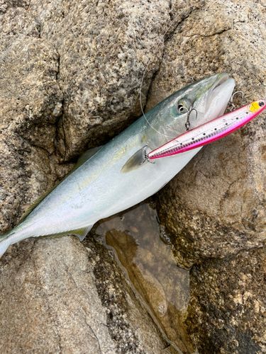 ヤズの釣果