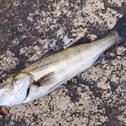 ハネ（マルスズキ）