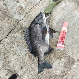 チヌ