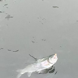 ニジマス