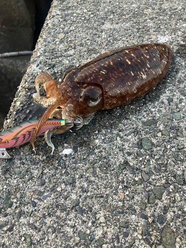 コウイカの釣果