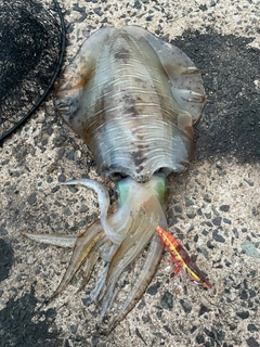 アオリイカの釣果