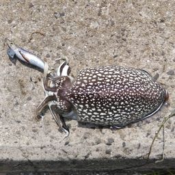 シリヤケイカ