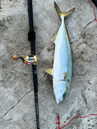 ブリの釣果