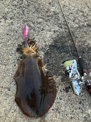 アオリイカの釣果