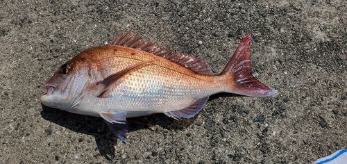 タイの釣果
