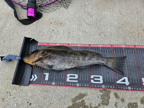 アイナメの釣果