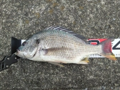 キチヌの釣果