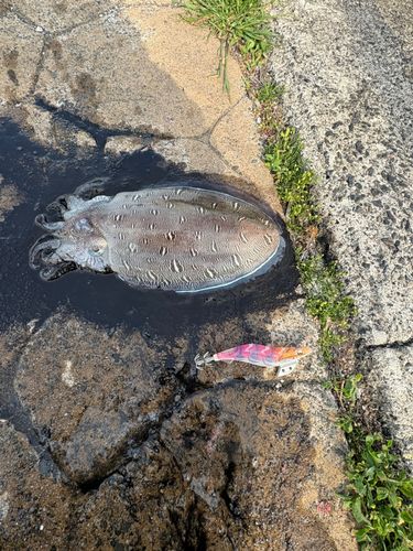 モンゴウイカの釣果