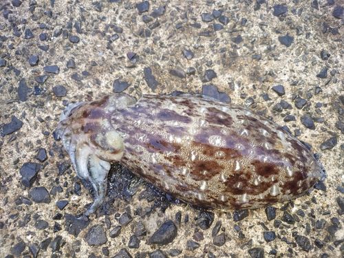 コウイカの釣果