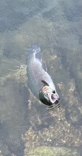 ニジマスの釣果