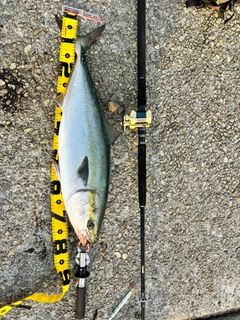 ブリの釣果
