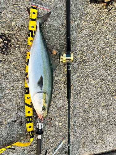 ブリの釣果