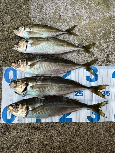 アジの釣果