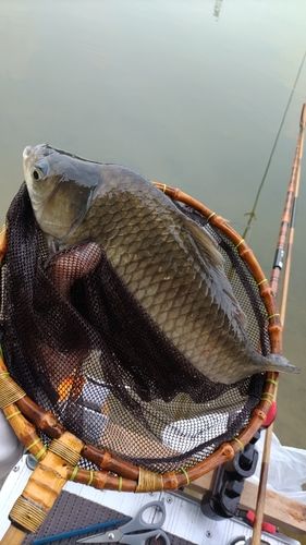 ヘラブナの釣果