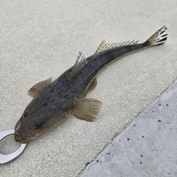 アジ