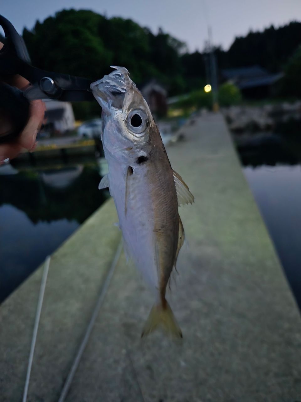 アジ