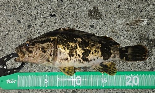 タケノコメバルの釣果