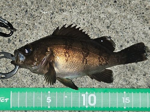 メバルの釣果