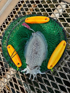 シリヤケイカの釣果