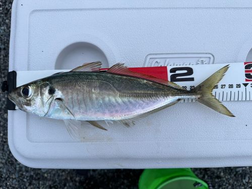 マアジの釣果