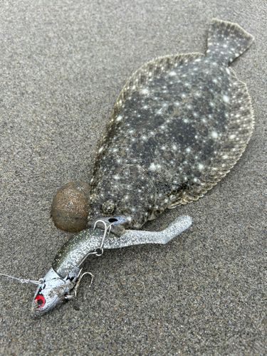 ソゲの釣果