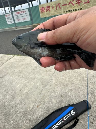 クロスズメダイの釣果