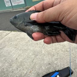 クロスズメダイ